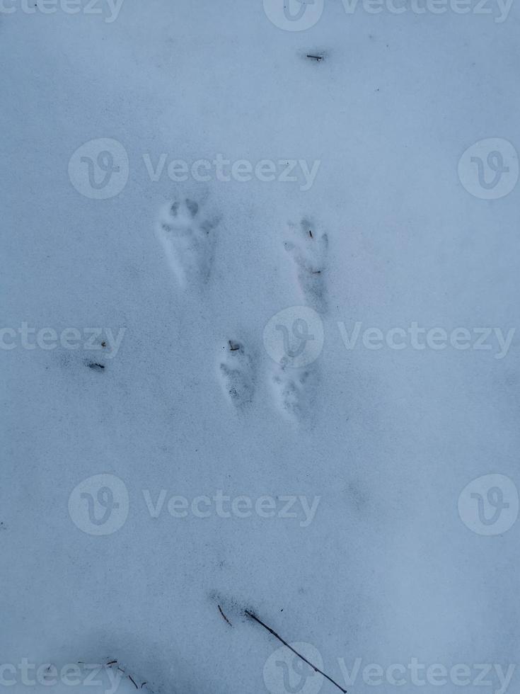 frühling im pawlowsky-park weißer schnee und kalte bäume foto