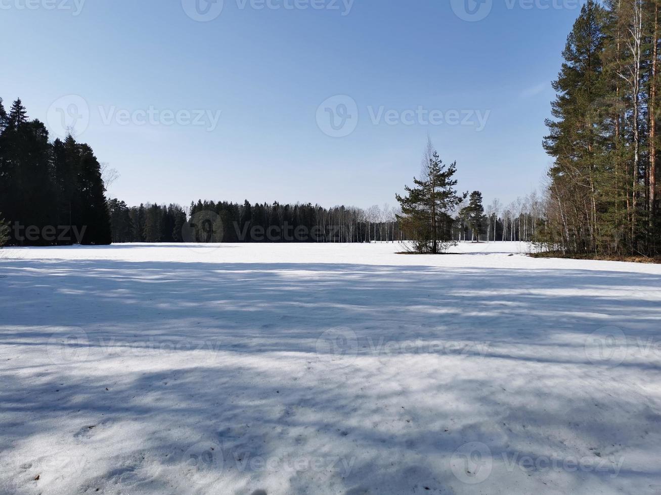 frühling im pawlowsky-park weißer schnee und kalte bäume foto