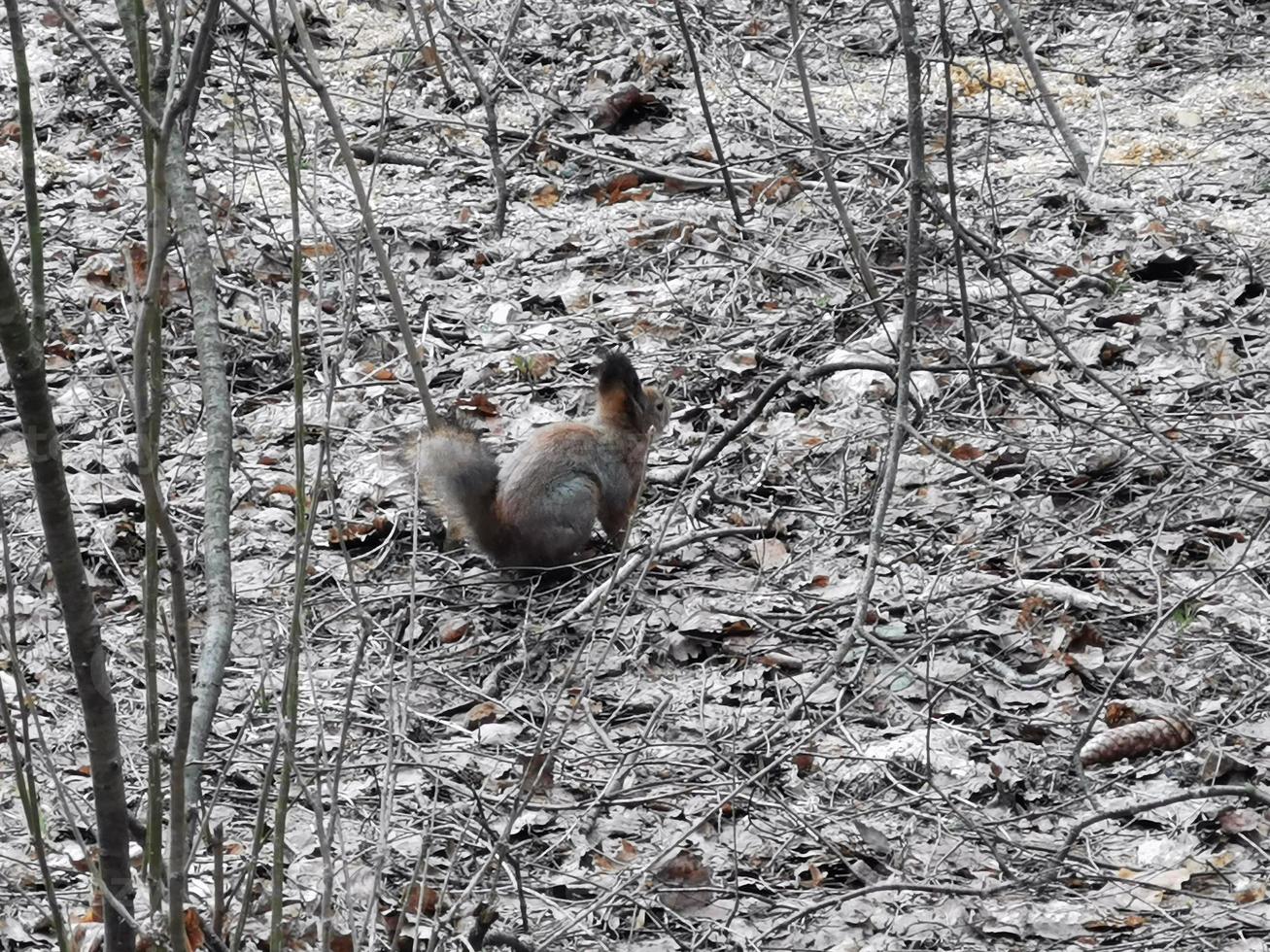 frühling im pawlowsky-park weißer schnee und kalte bäume foto