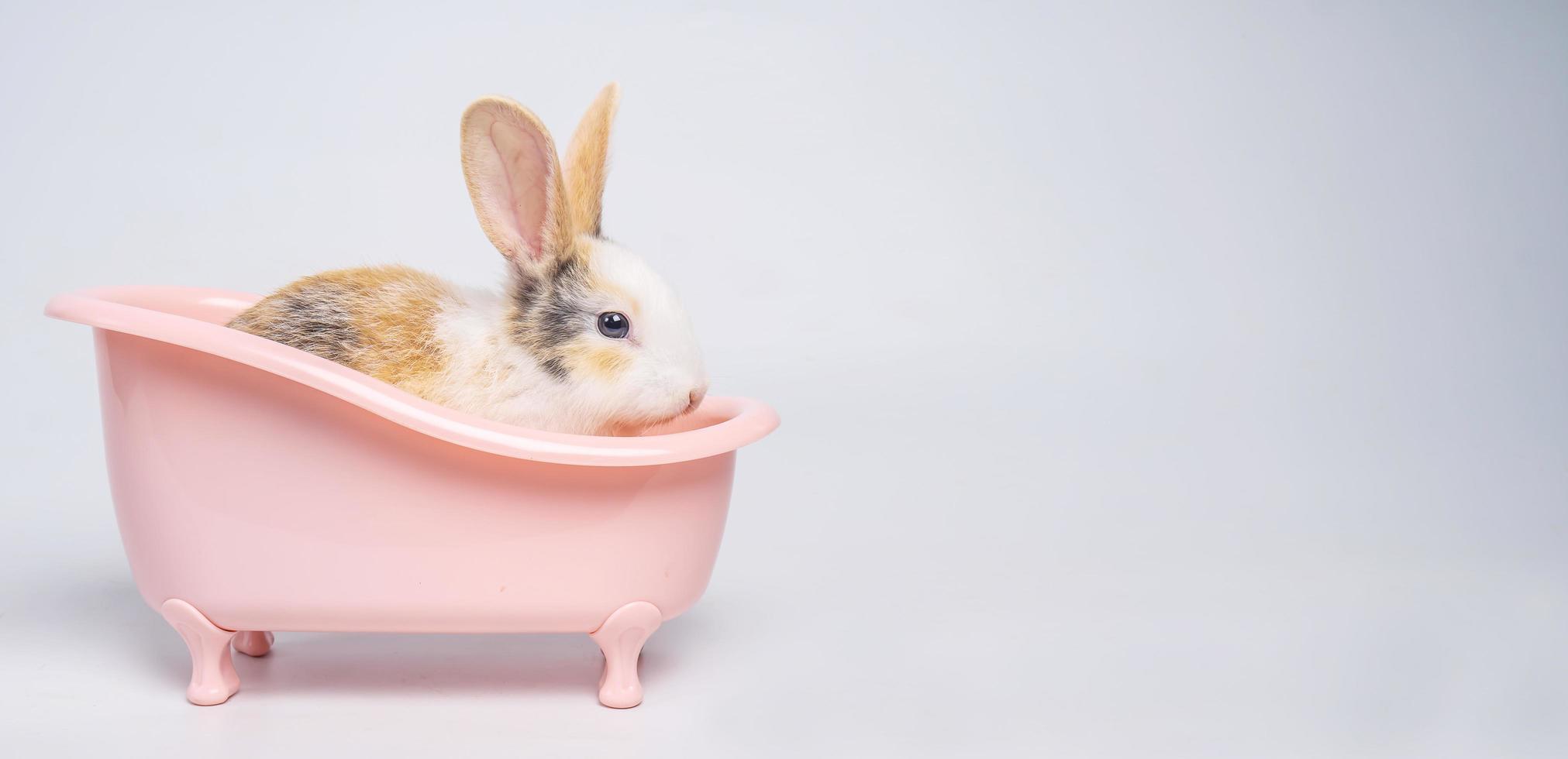 baby hellbraun und weiß geflecktes kaninchen mit langen ohren sitzt in einer rosa badewanne isoliert auf weißem hintergrund foto