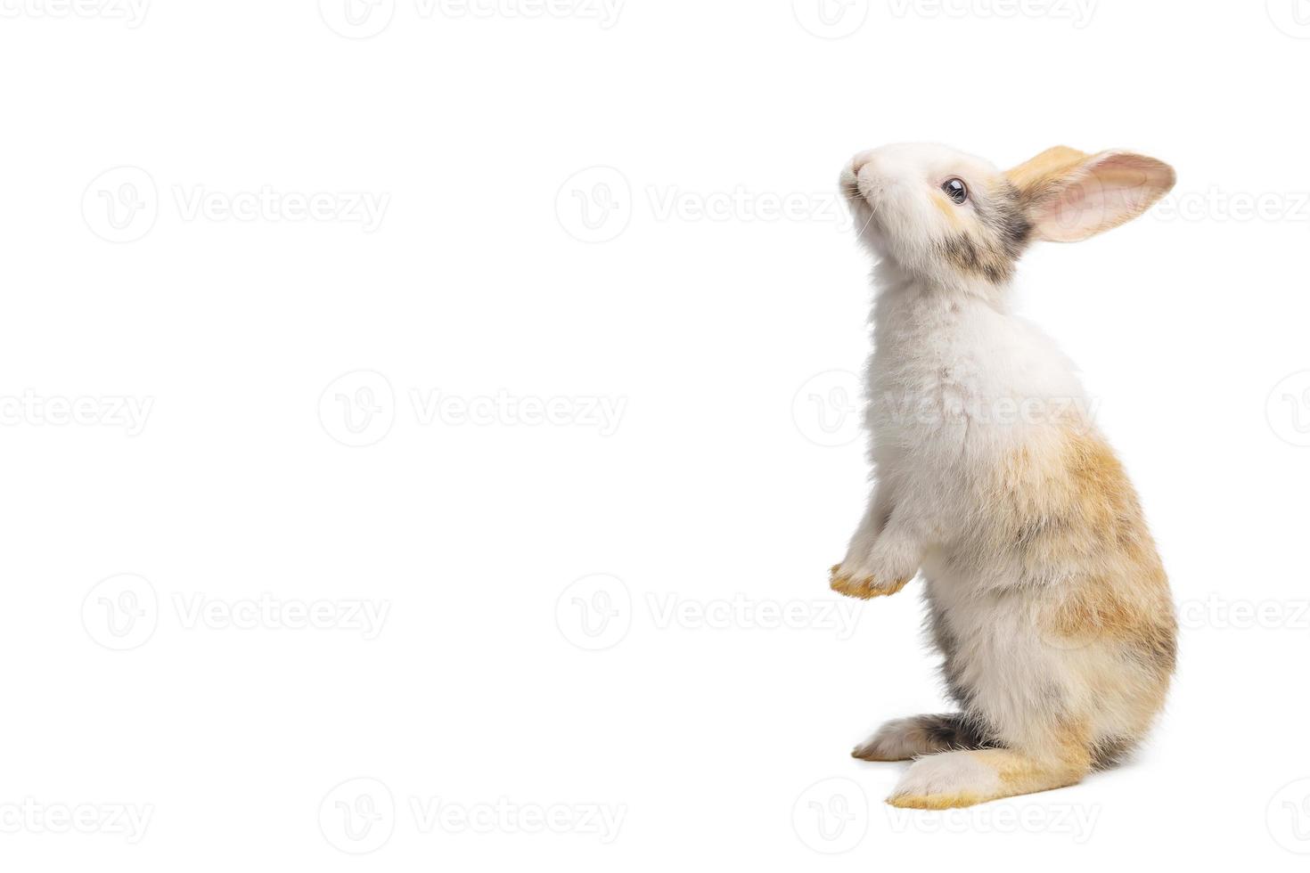 baby hellbraunes und weiß geflecktes kaninchen mit langen ohren steht für den ostertag auf isoliertem weißem hintergrund. stehend isoliert auf weißem hintergrund foto