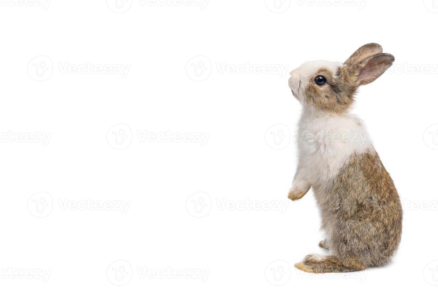 Kleines braunes und weißes Kaninchen, das auf isoliertem weißem Hintergrund mit Beschneidungspfad steht. Es sind kleine Säugetiere in der Familie Leporidae der Ordnung Lagomorpha. foto