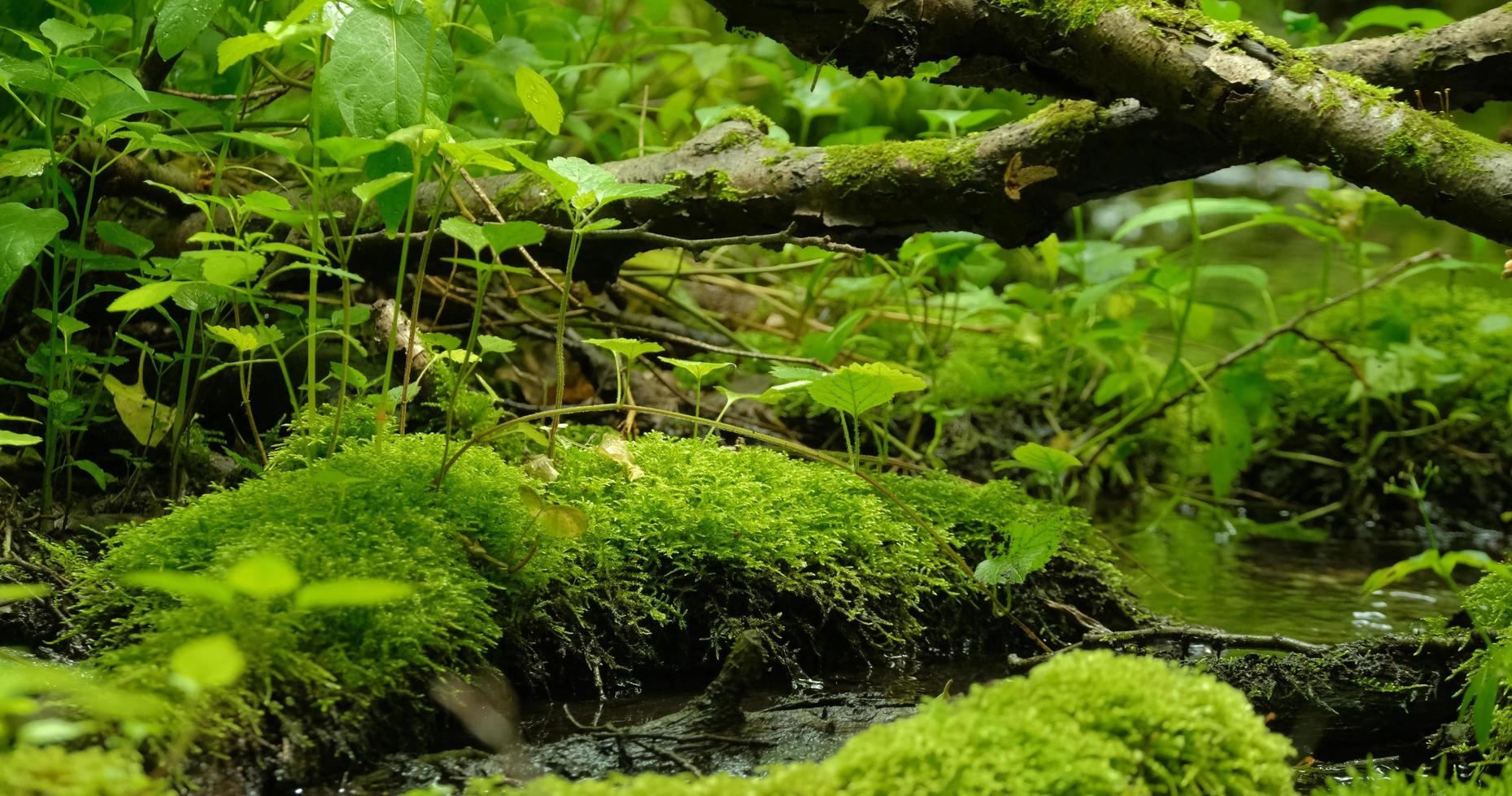 Schöner Bach im Wald mit Steinen und Moos foto