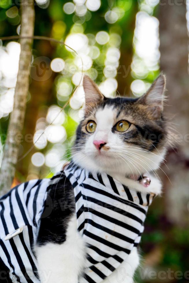 süße katze, die bei sonnenuntergang auf dem grasbewachsenen rasen spielt foto