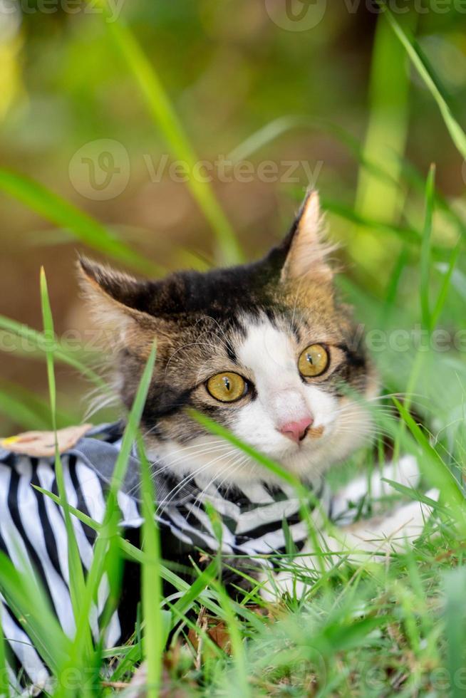 süße katze, die bei sonnenuntergang auf dem grasbewachsenen rasen spielt foto