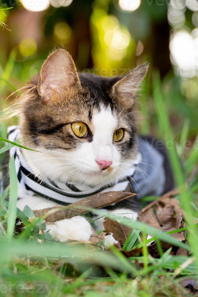 süße katze, die bei sonnenuntergang auf dem grasbewachsenen rasen spielt foto