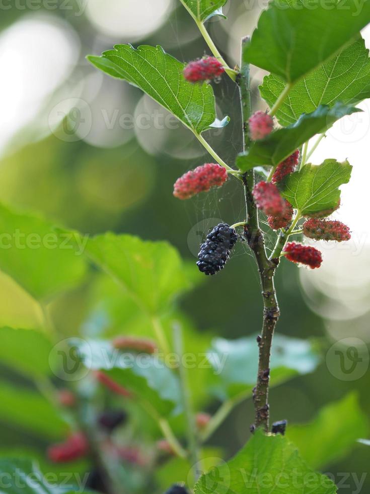 maulbeerfrucht, die auf baum im garten auf unscharfem naturhintergrund blüht foto
