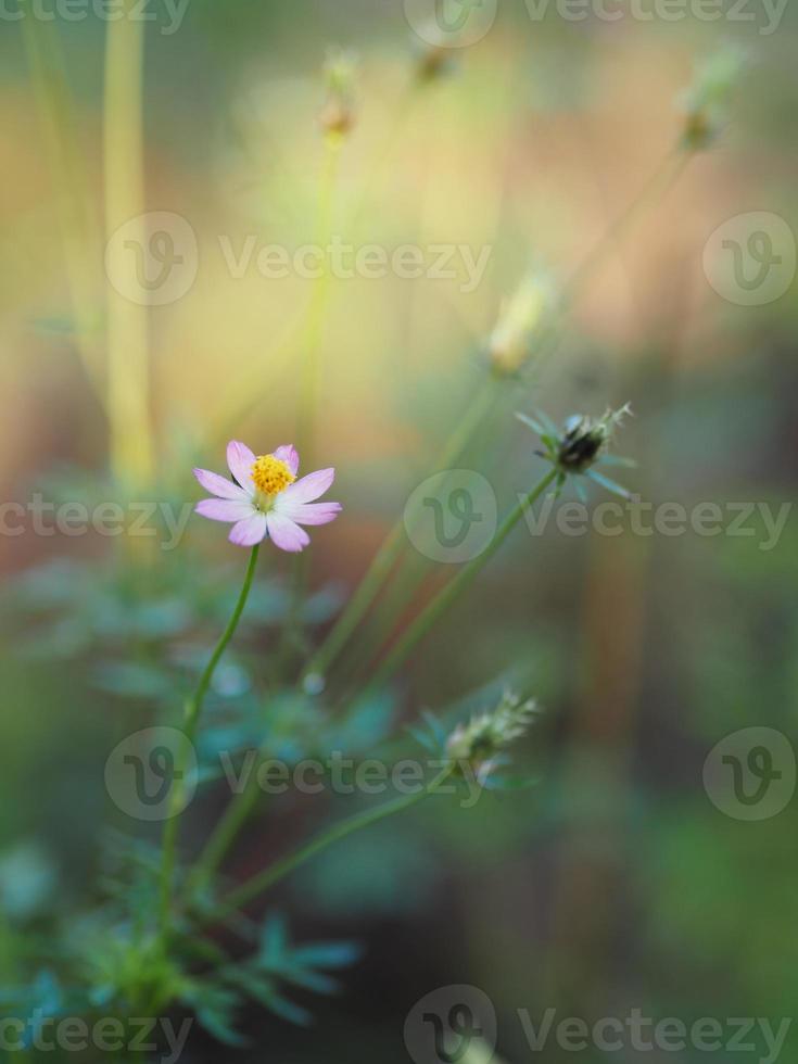 Rosafarbener Blumenkosmos caudatus, wilder Kosmos, ulam raja, König des Salats frisch blühend im Gartengrün lässt Gemüselebensmittelhintergrund foto