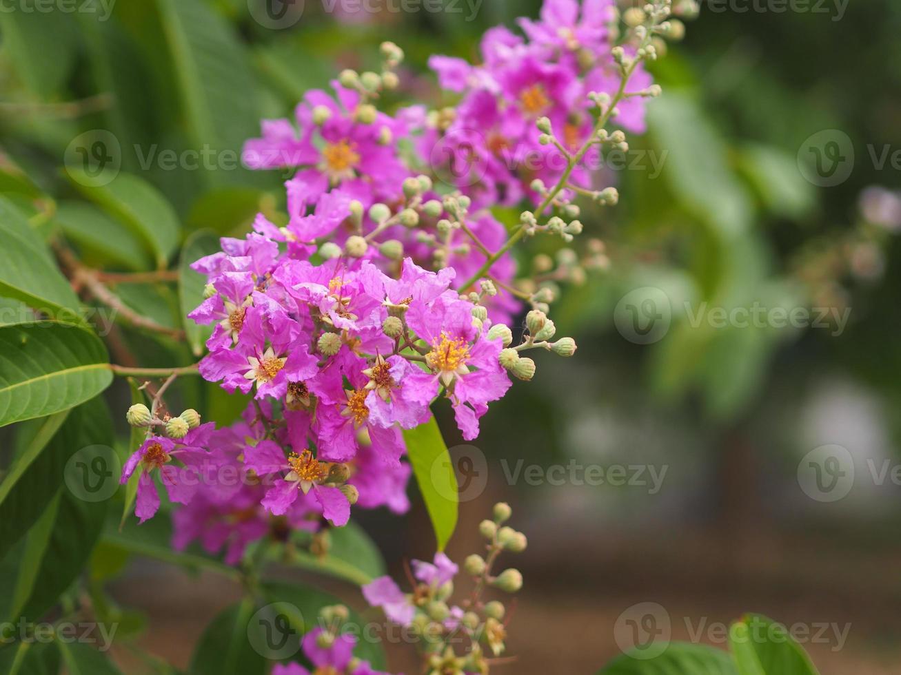 bungor, lagerstroemia floribunda jack ex blume violetter blumenbaum im gartennaturhintergrund foto