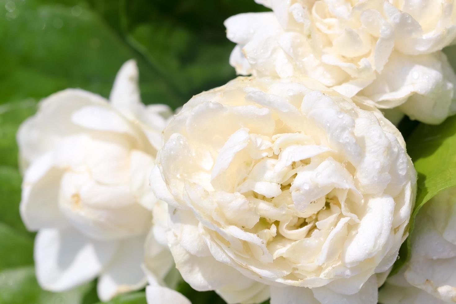 Weiße Blüten, Jasmin mit grünen Blättern, Draufsicht, Nahaufnahme. foto