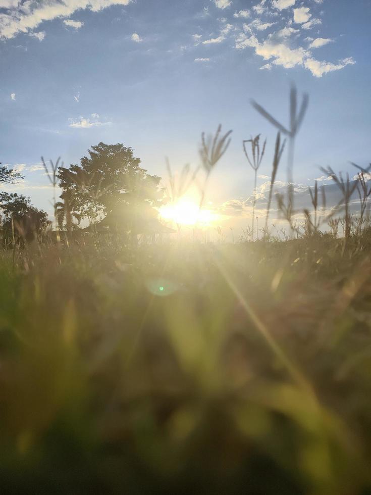 Sonnenstrahlen im Wald foto