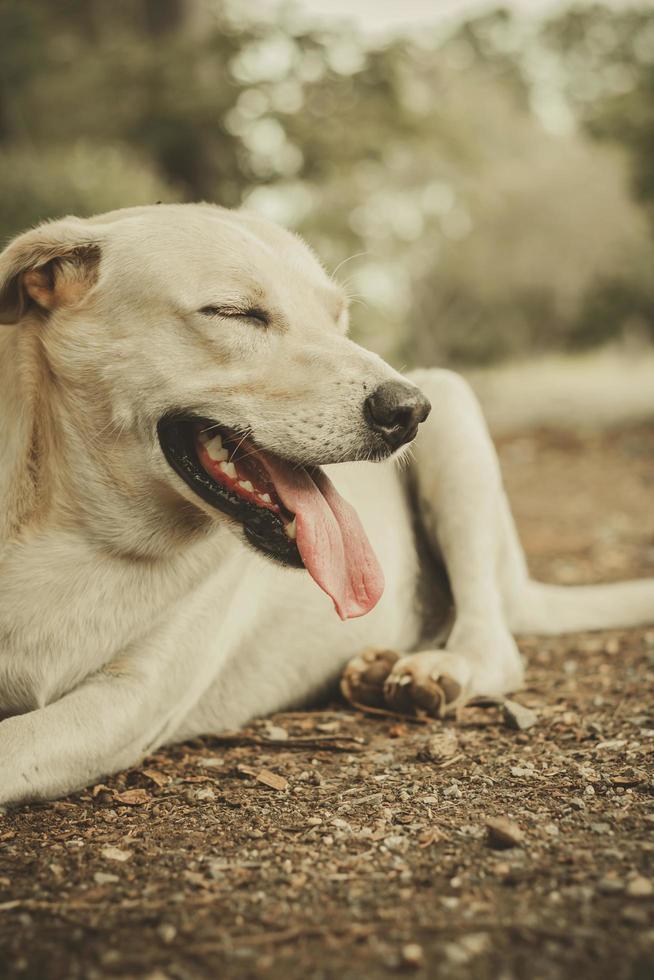 Ein Hund mit weißen Haaren entspannt sich. foto