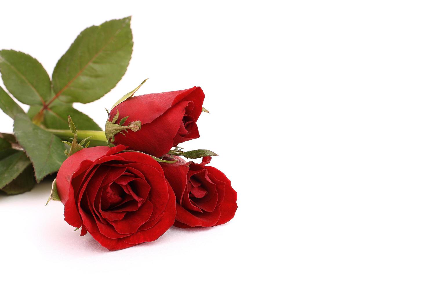 rote Rose lokalisiert auf einem weißen Hintergrund foto