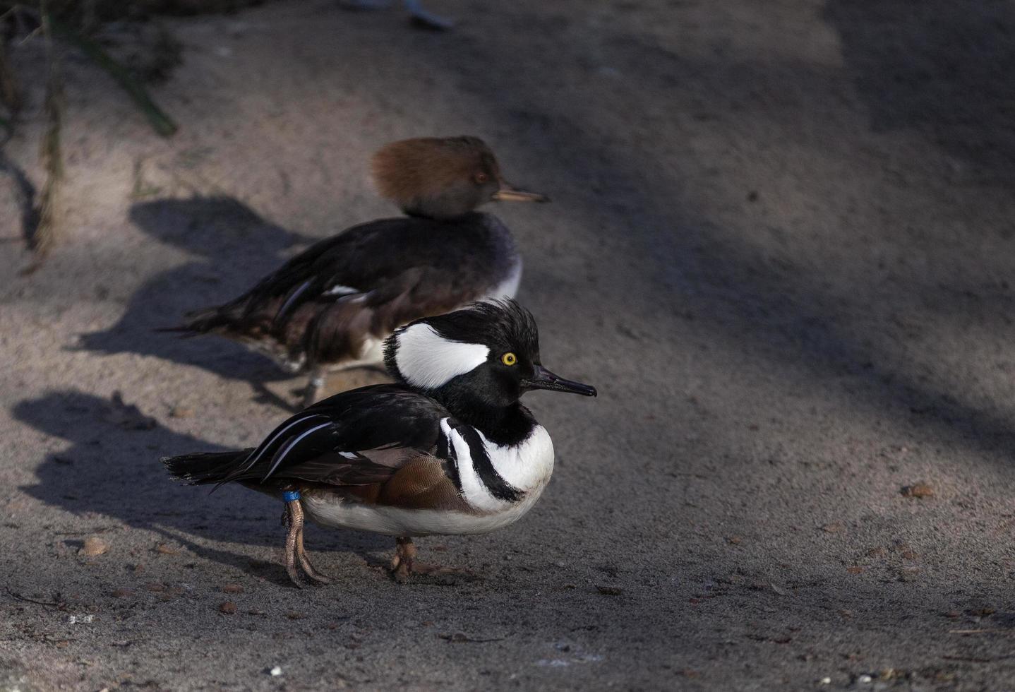 zwei Enten, die nebeneinander gehen foto