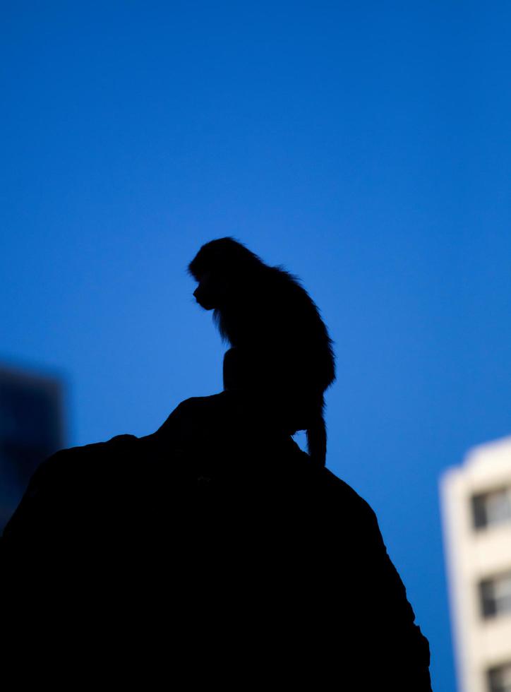 Pavian auf Felsen gegen den blauen Himmel abhebt foto