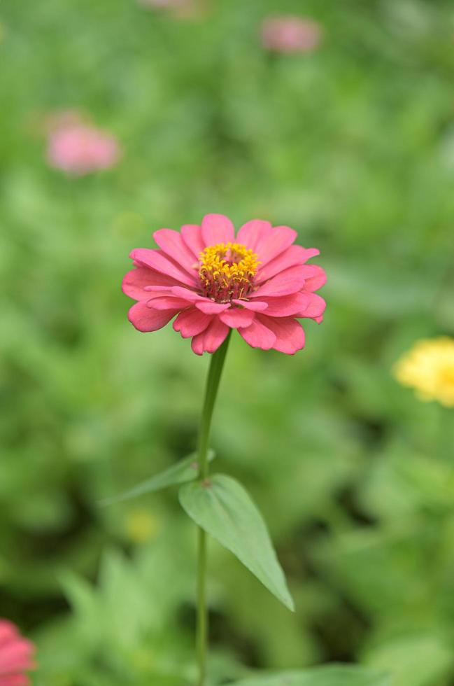 Zinniablumen, tropische Blumen, bunte Blumen, Nahaufnahmeblumen. foto