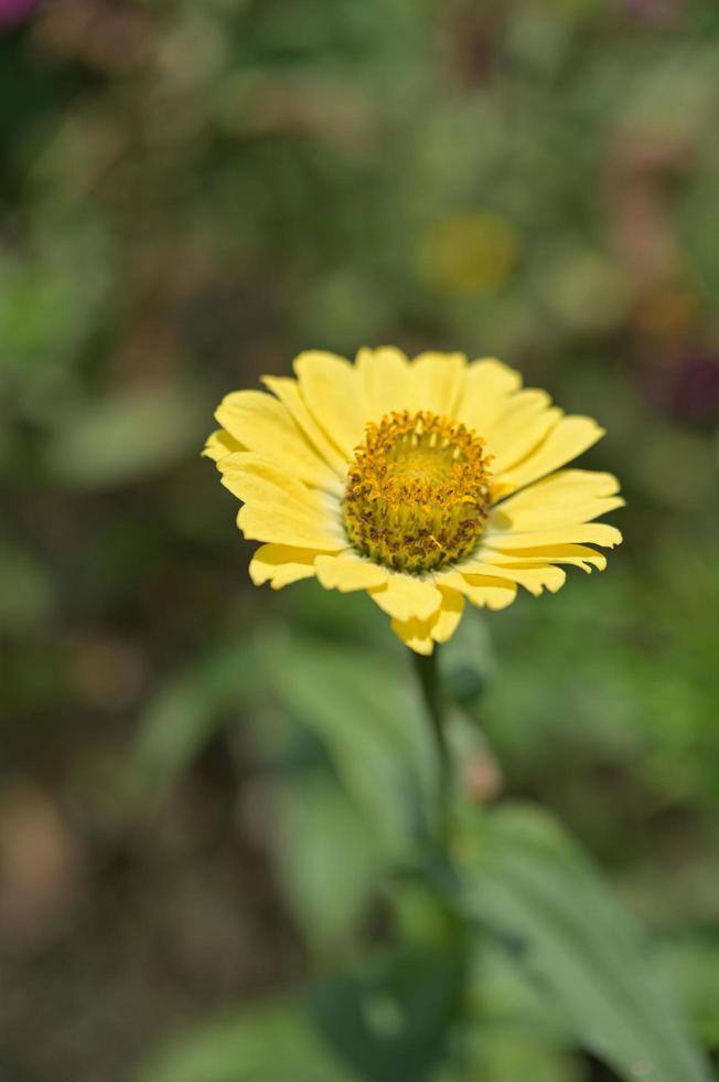 Zinniablumen, tropische Blumen, bunte Blumen, Nahaufnahmeblumen. foto