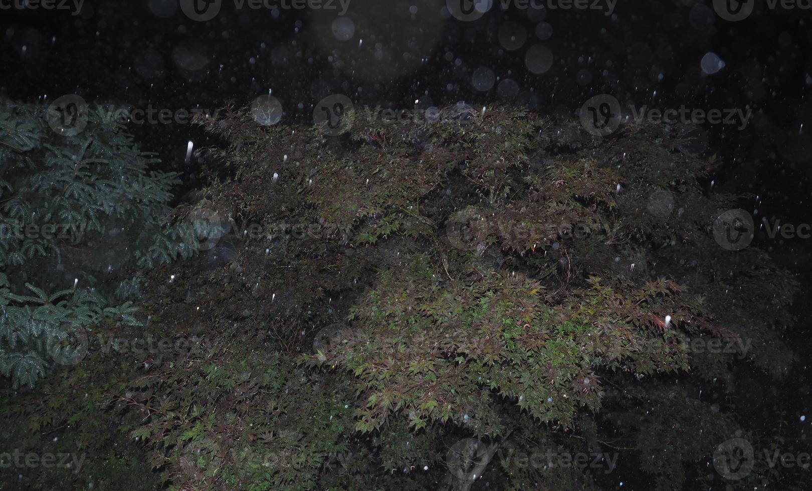 Sturm im Wald foto