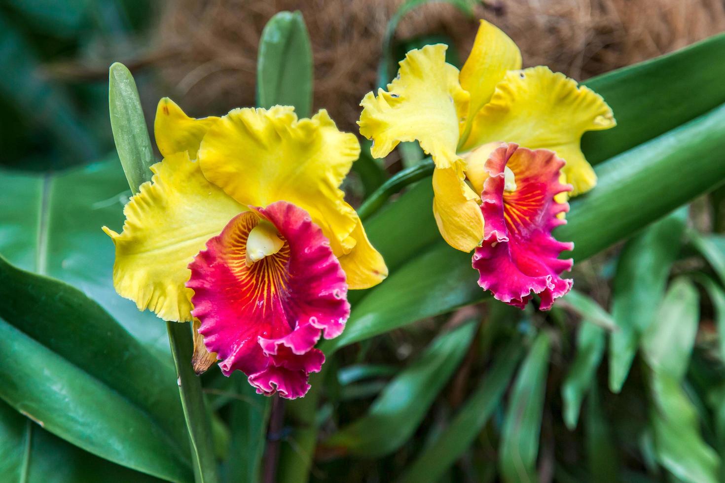 Orchidee im Botanischen Garten von Singapur foto