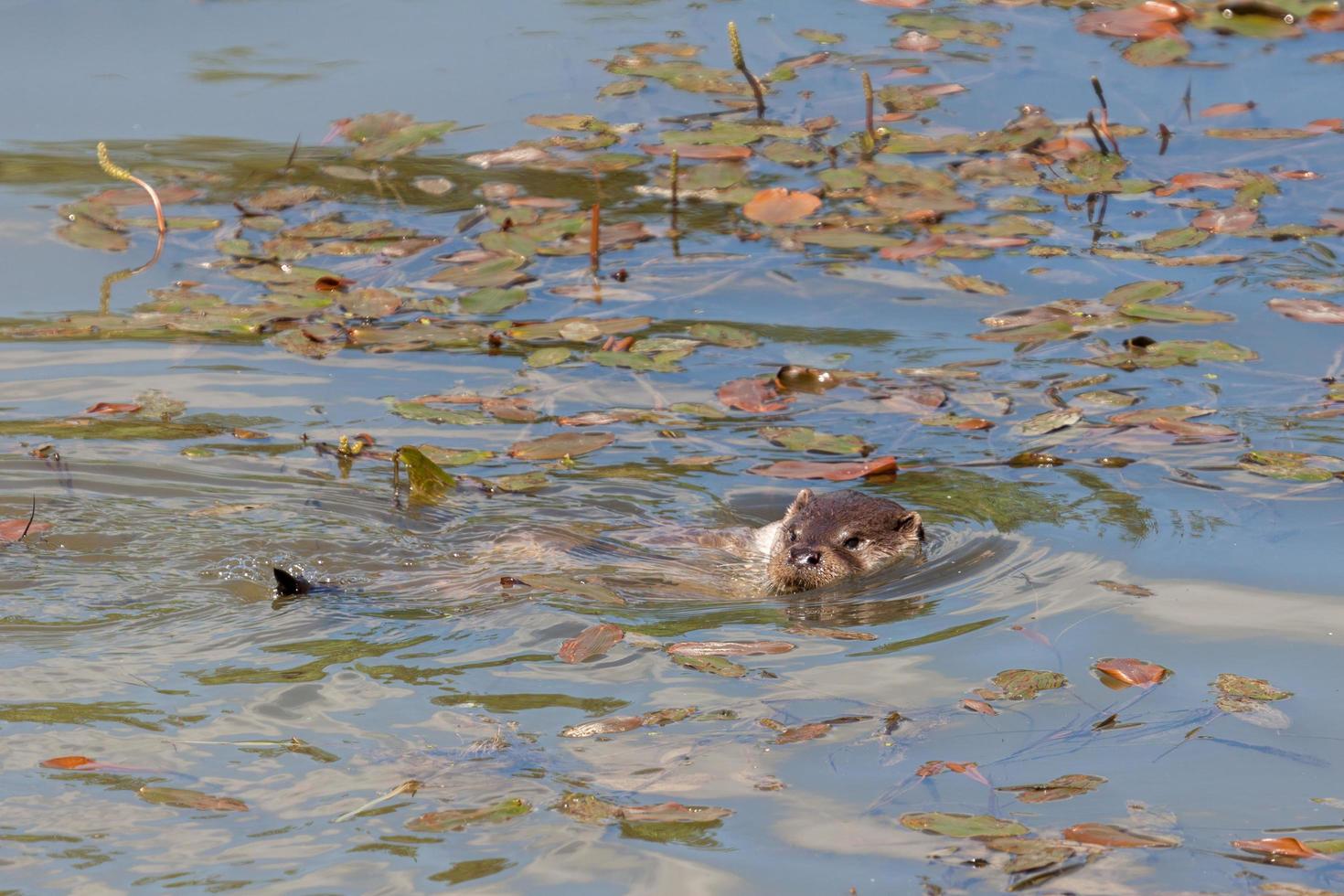 Eurasischer Fischotter im natürlichen Lebensraum foto