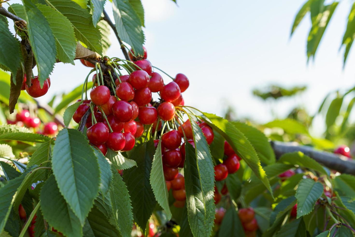 rote Beeren-Süßkirsche auf einem Hintergrund aus grünem Laub foto