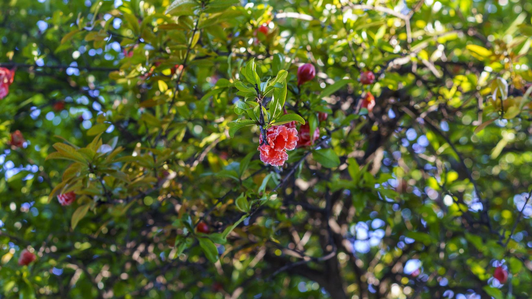 natürlicher hintergrund mit granatapfelblüten unter den grünen blättern foto