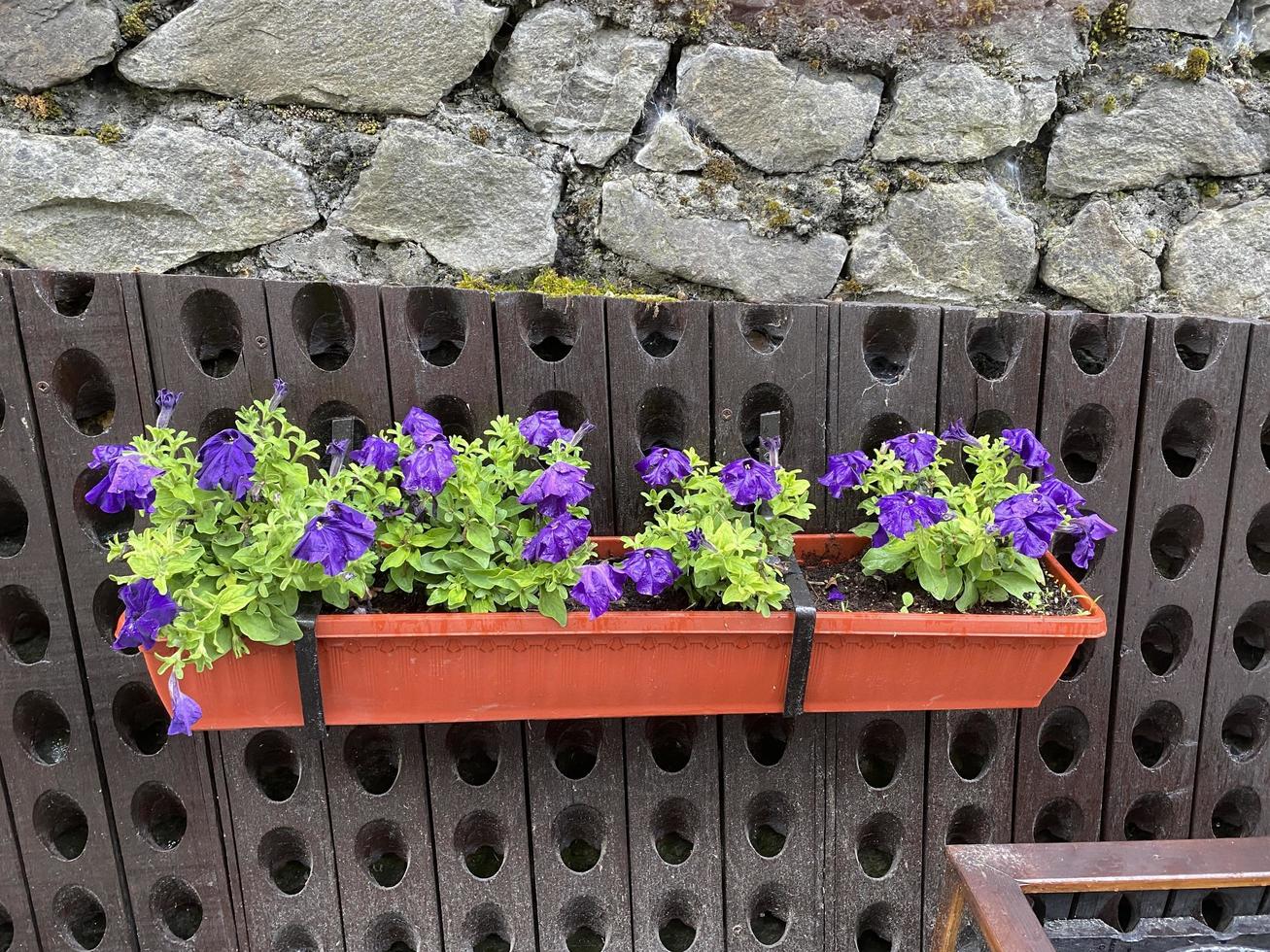 Petunienblumen in hängenden Töpfen an einer vertikalen Wand foto