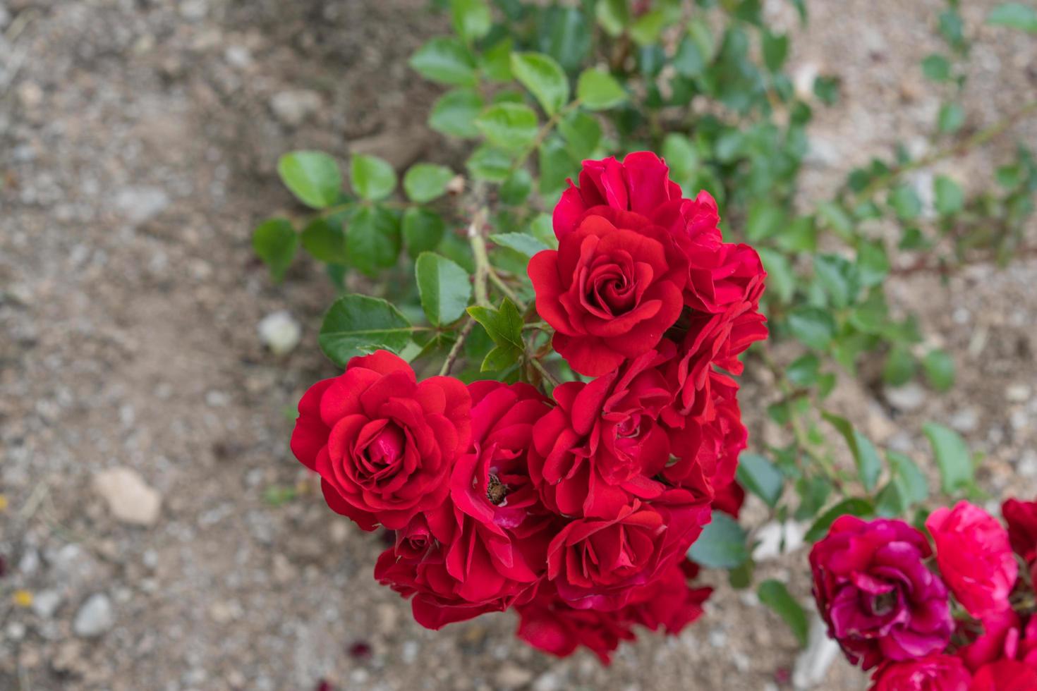 rote Blumen auf dem verschwommenen Hintergrund eines Blumenbeets im Garten foto