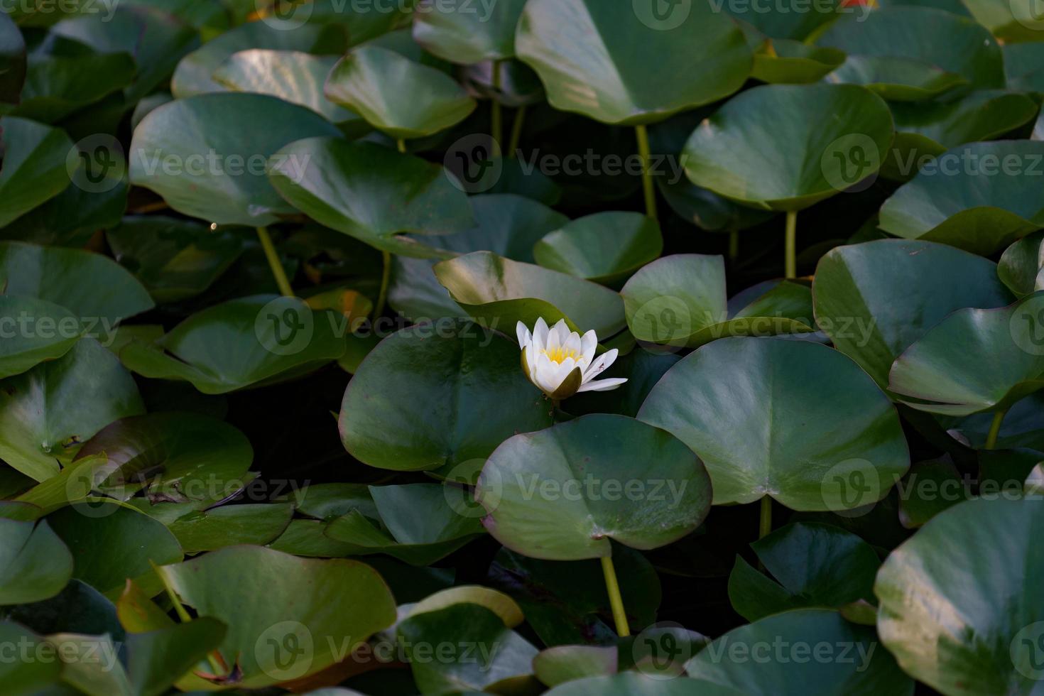 Seerosenblume auf dem See foto