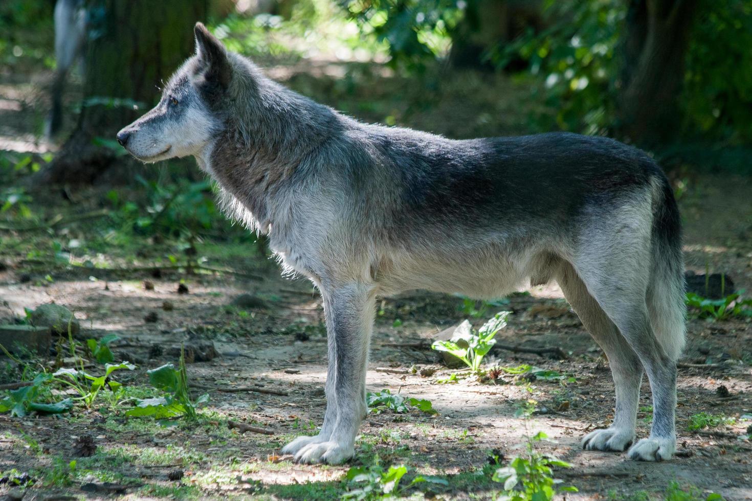 einsamer grauer Wolf, der auf etwas Interessantes starrt foto