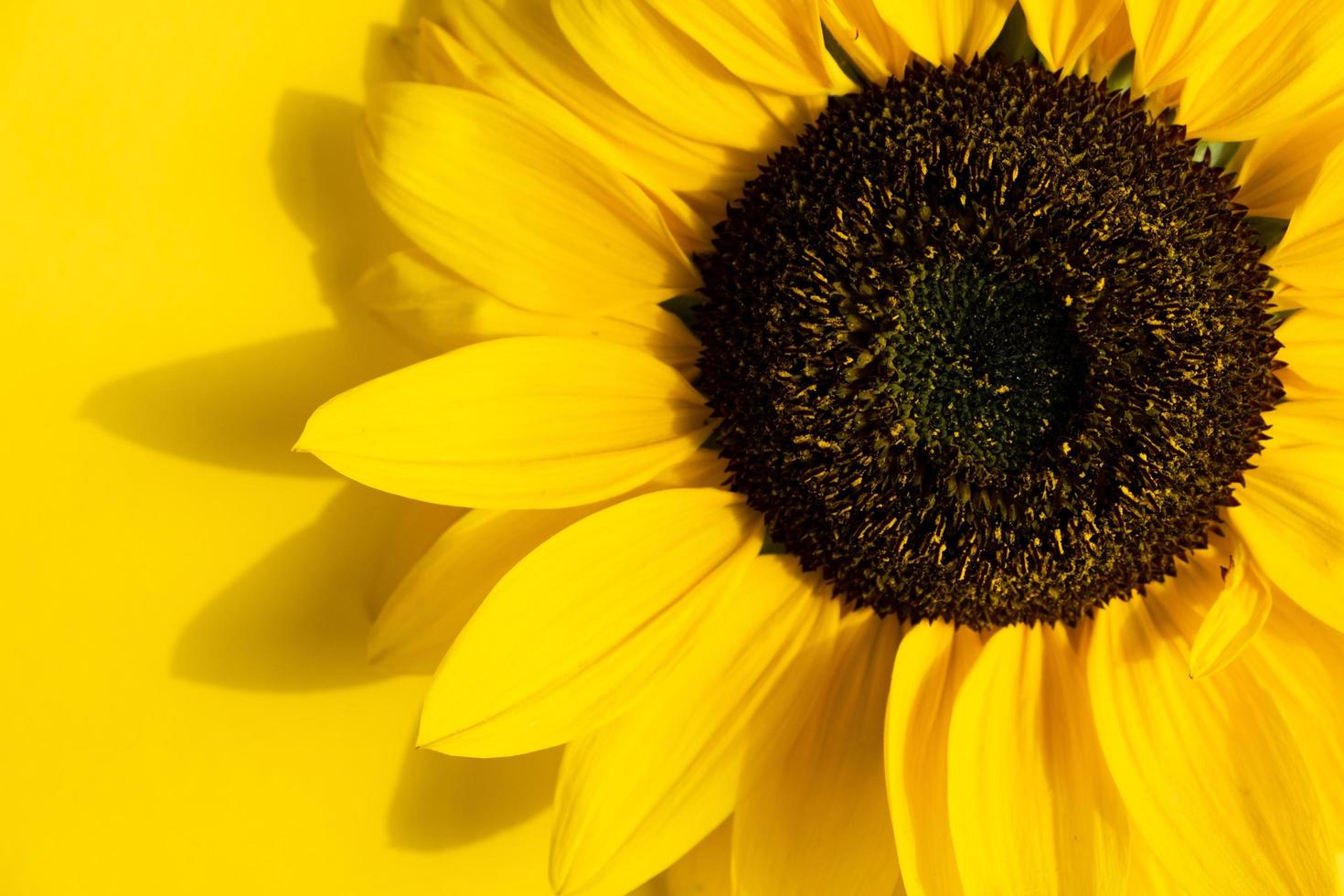 kreatives Design mit Sonnenblumen und Blütenblättern auf gelbem Hintergrund. foto