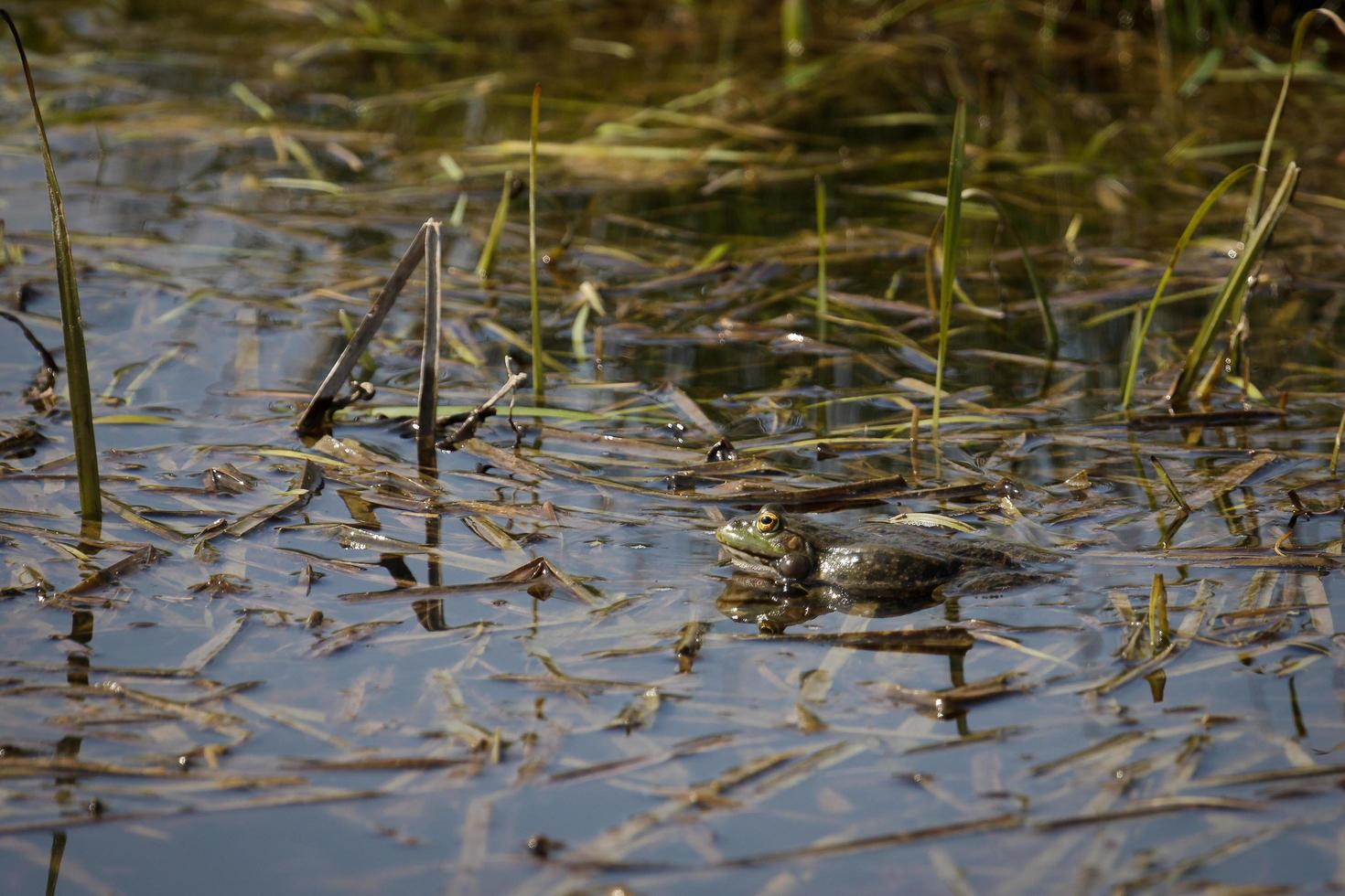 Seefrosch in den Rainham-Sümpfen foto