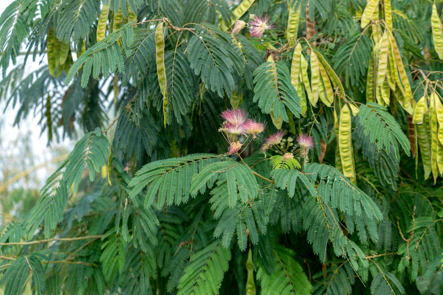 Blühender Mimosenbaum im Donaudelta foto