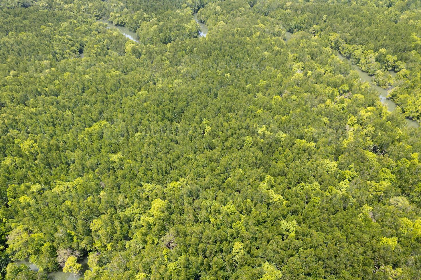 Erstaunlich reichlich Mangrovenwald Luftbild von Waldbäumen Regenwald-Ökosystem und gesunde Umwelt Hintergrundtextur von grünen Bäumen Wald von oben nach unten Hochwinkelansicht foto