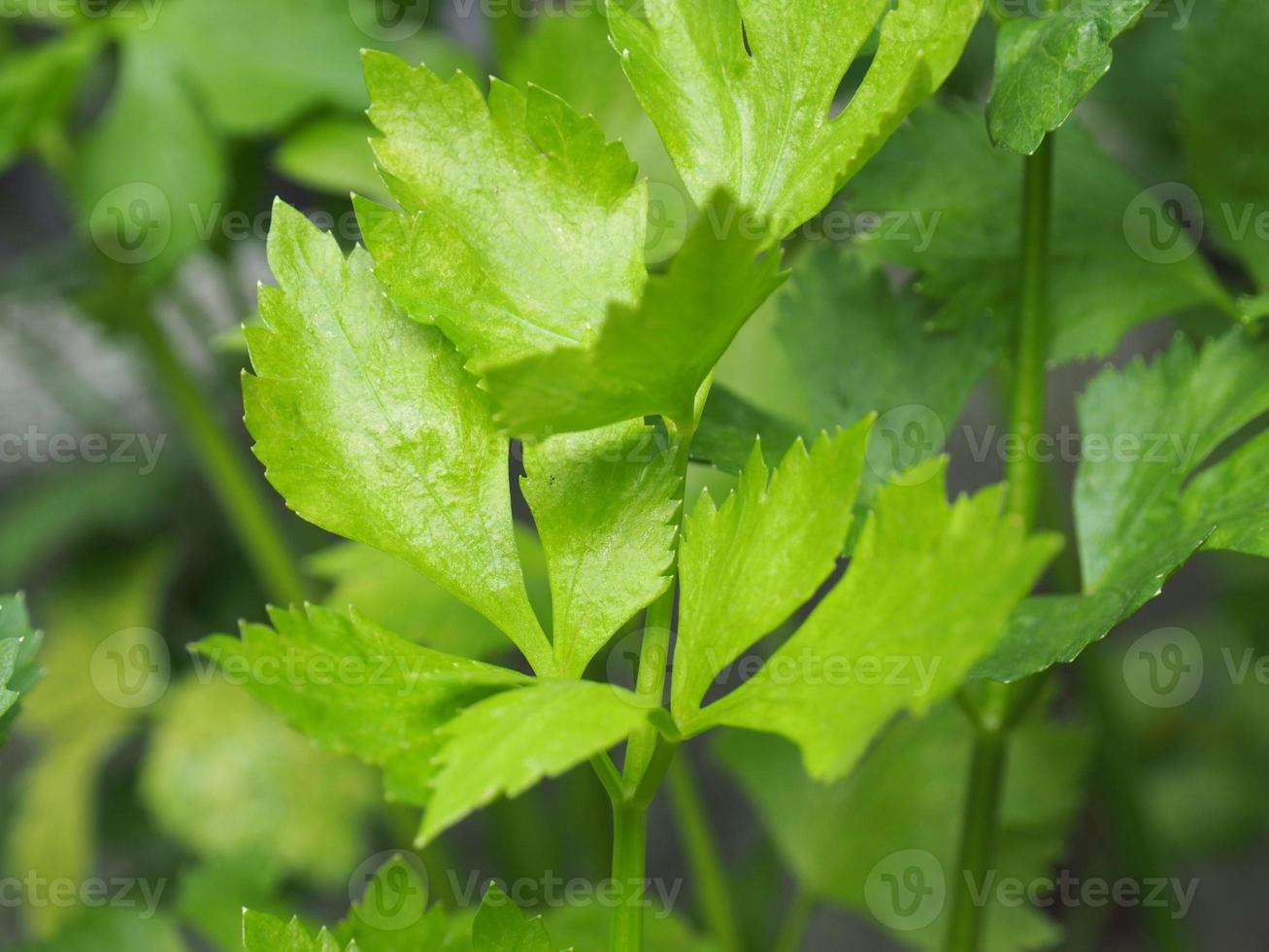 ein grüner Sellerie-Schnittlauch im Bio-Bauernhof foto