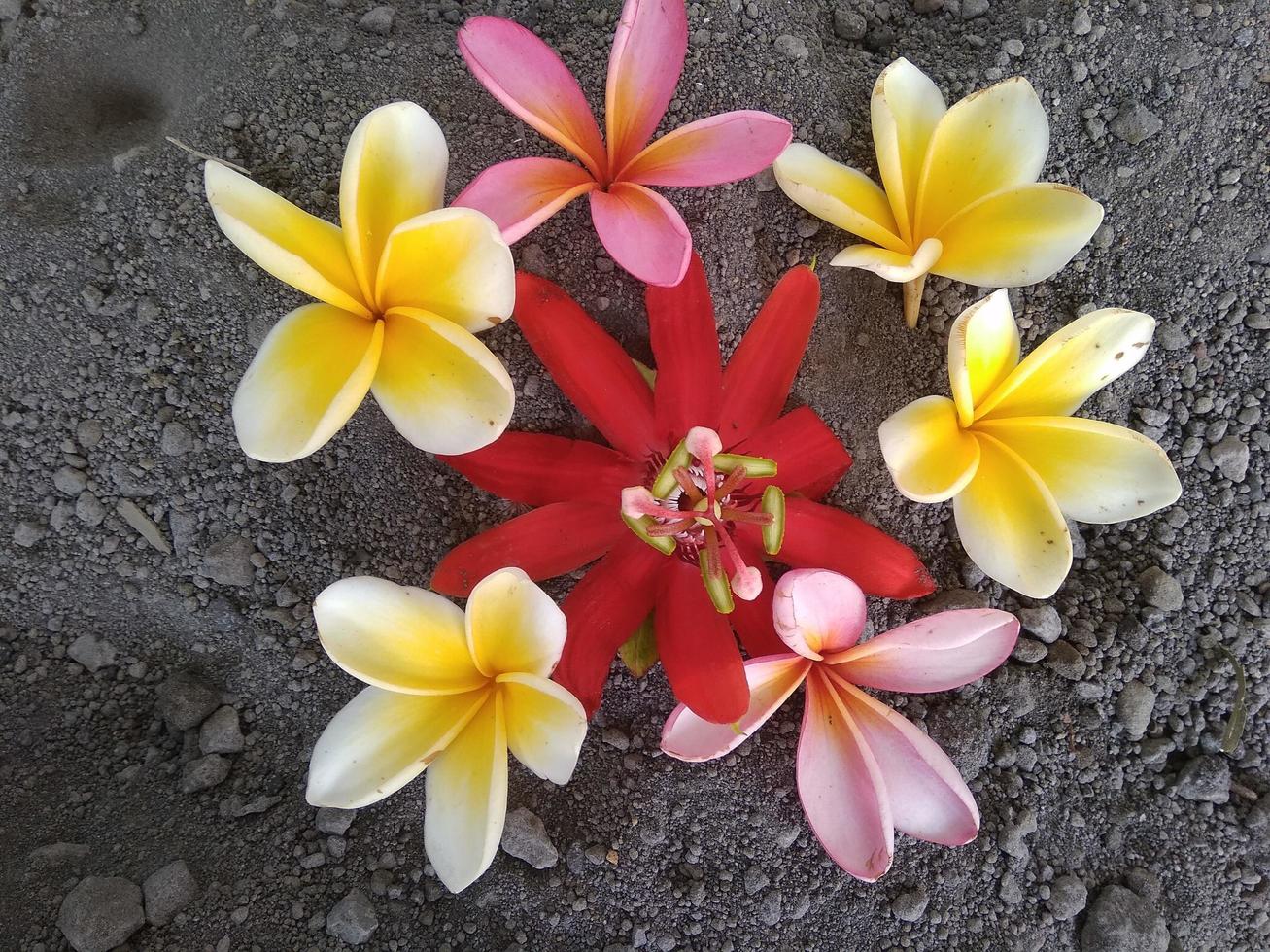 Frangipani-Blume Naturschönheit foto