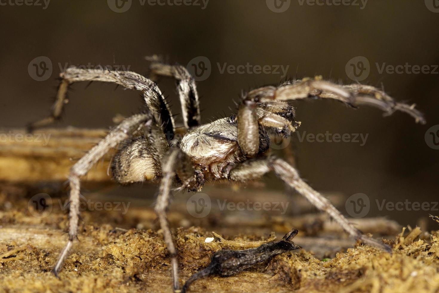 Spinne in freier Wildbahn foto