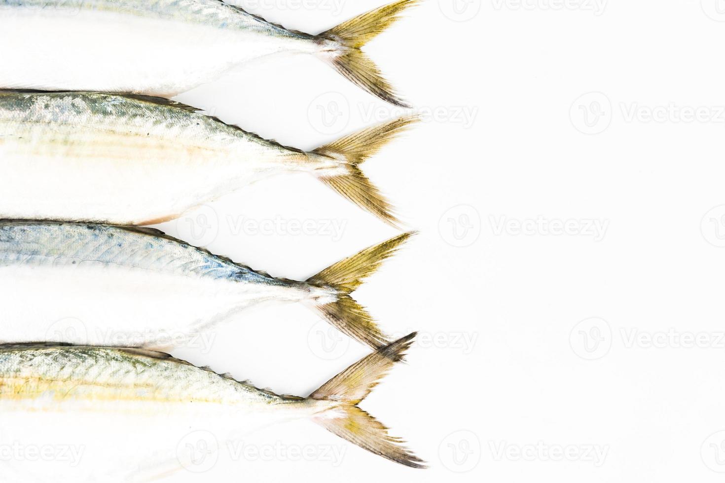kurze Makrele auf weißem Hintergrund foto