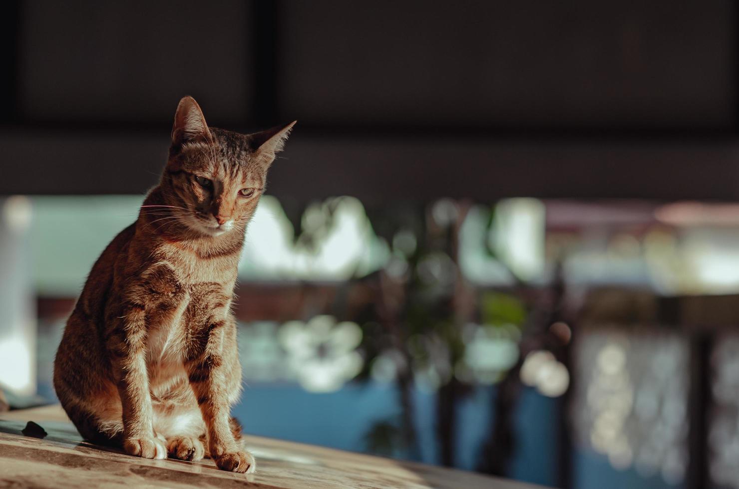 entzückende braune Hauskatze, die allein sitzt foto
