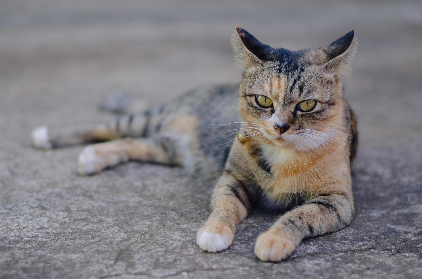 entzückende braune hauskatze, die sich auf dem boden entspannt foto