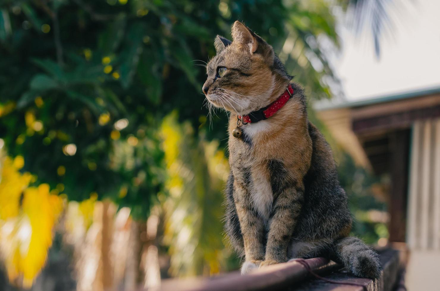 entzückende braune hauskatze, die auf zaun sitzt. foto