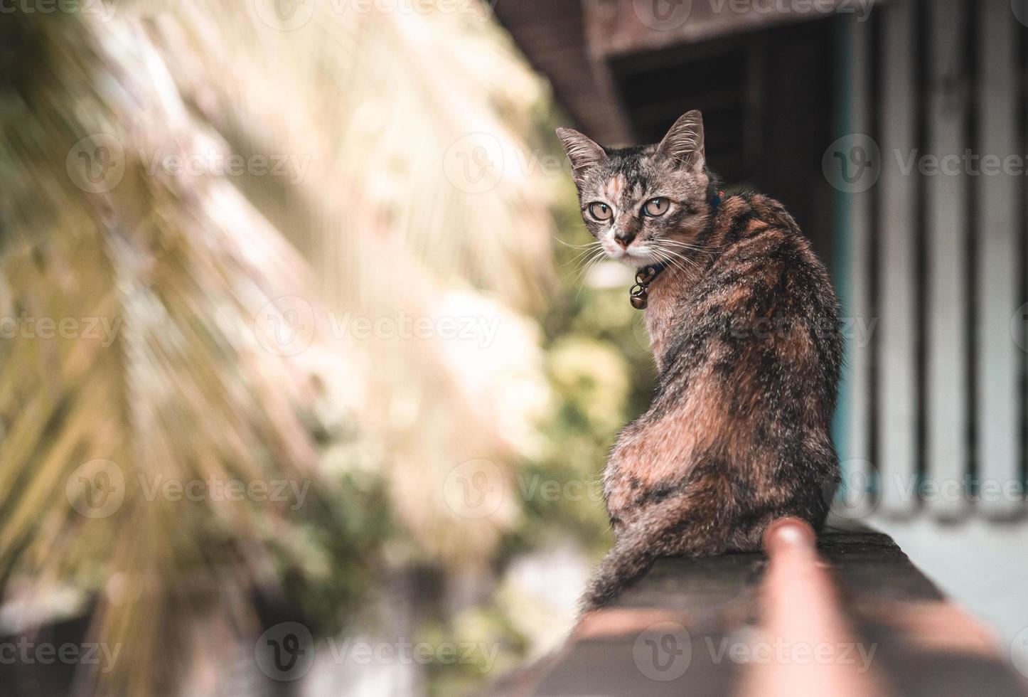 Eine entzückende Hauskatze mit Leopardenfarbe, die auf dem Zaun im Haus sitzt und ihr Gesicht auf die Kamera richtet. foto