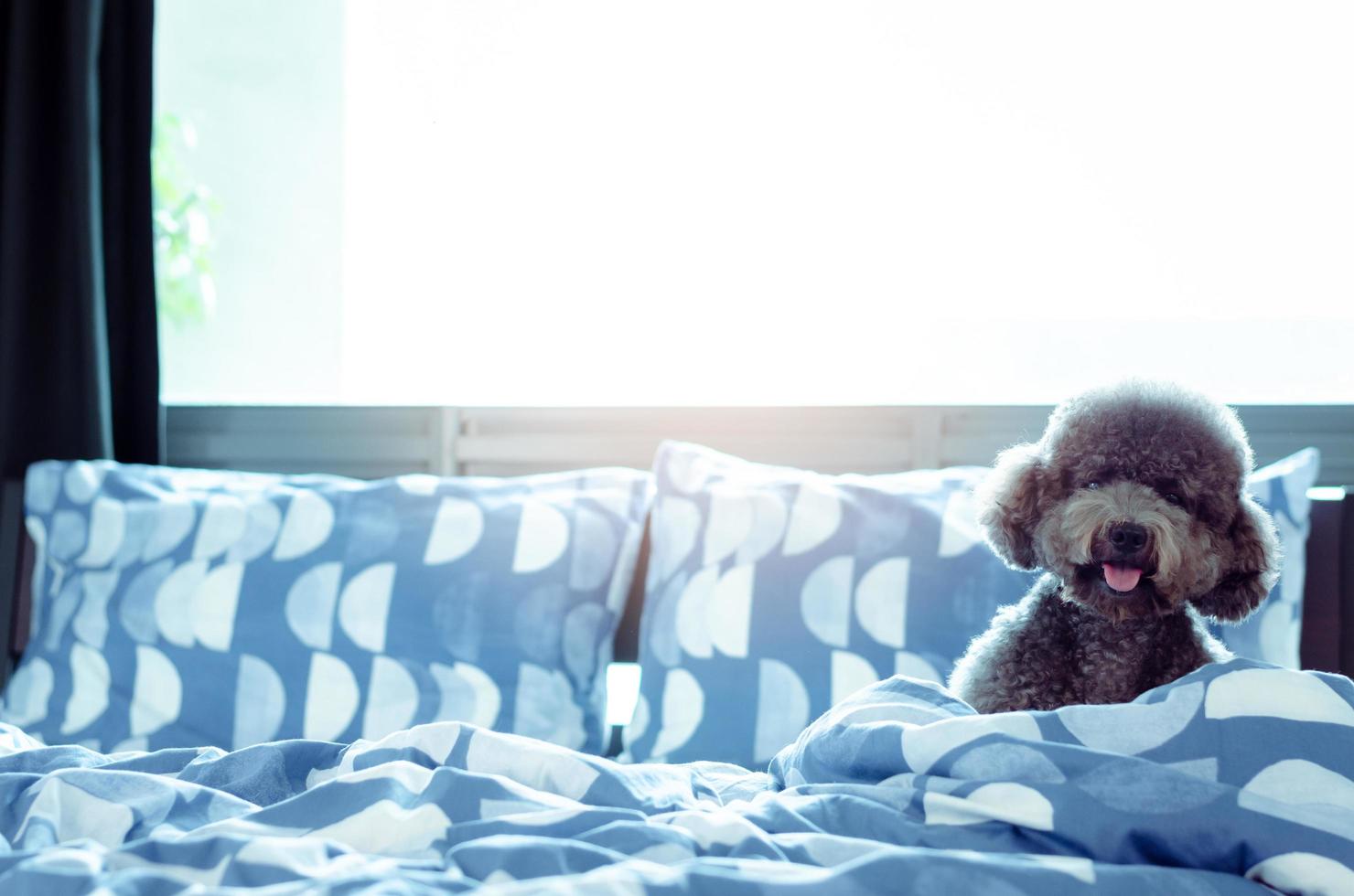 Ein entzückender junger schwarzer Pudelhund, der allein spielt und sich in einer Decke versteckt, nachdem er morgens mit Sonnenschein auf einem unordentlichen Bett aufgewacht ist. foto