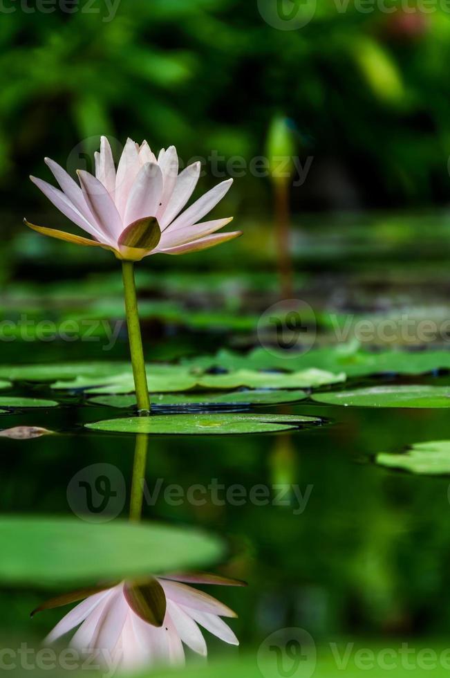 grüne Blätter der Lotusblume im See foto