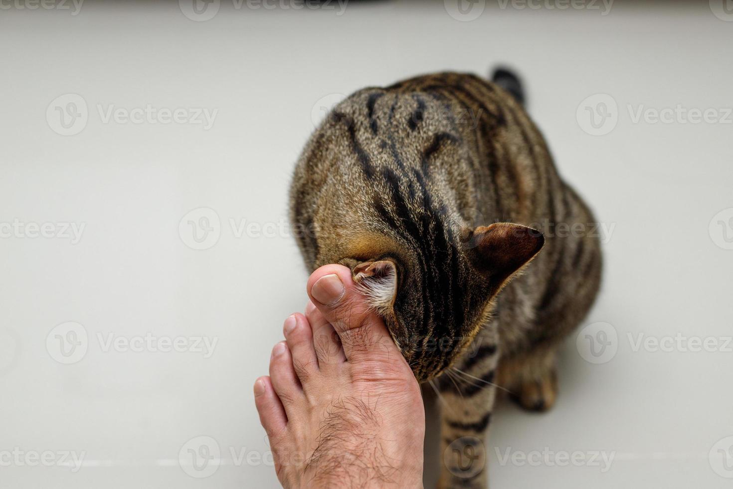 katzengesicht, das menschen die füße reibt, getigerte katze. foto