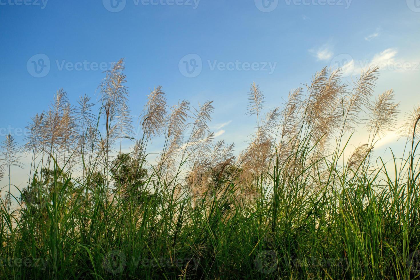 weißes und grünes Gras im Hintergrundhimmel foto