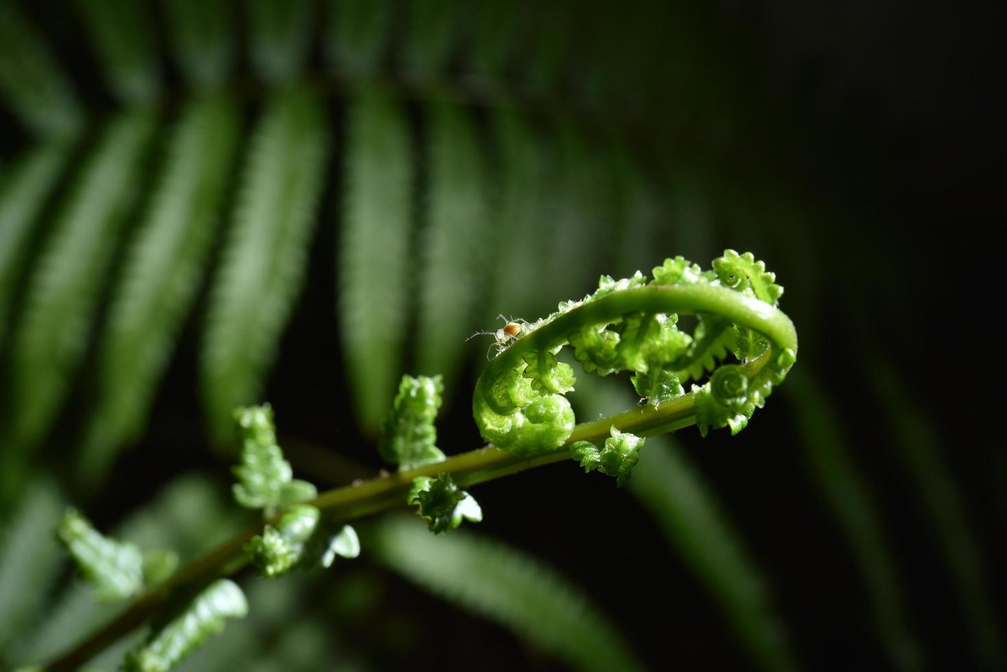 Spinnen in der Natur, Farne und Blätter foto