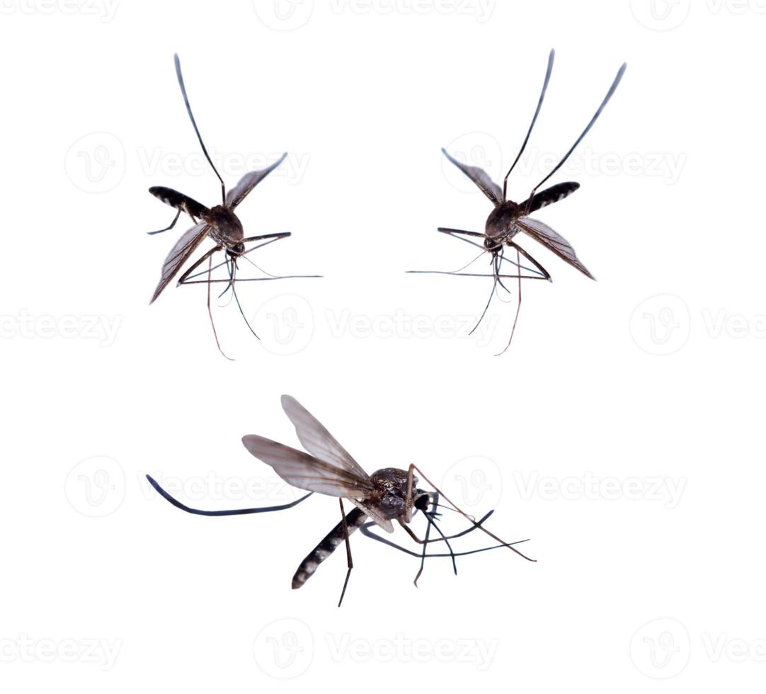 Mücken isoliert auf weißem Hintergrund foto