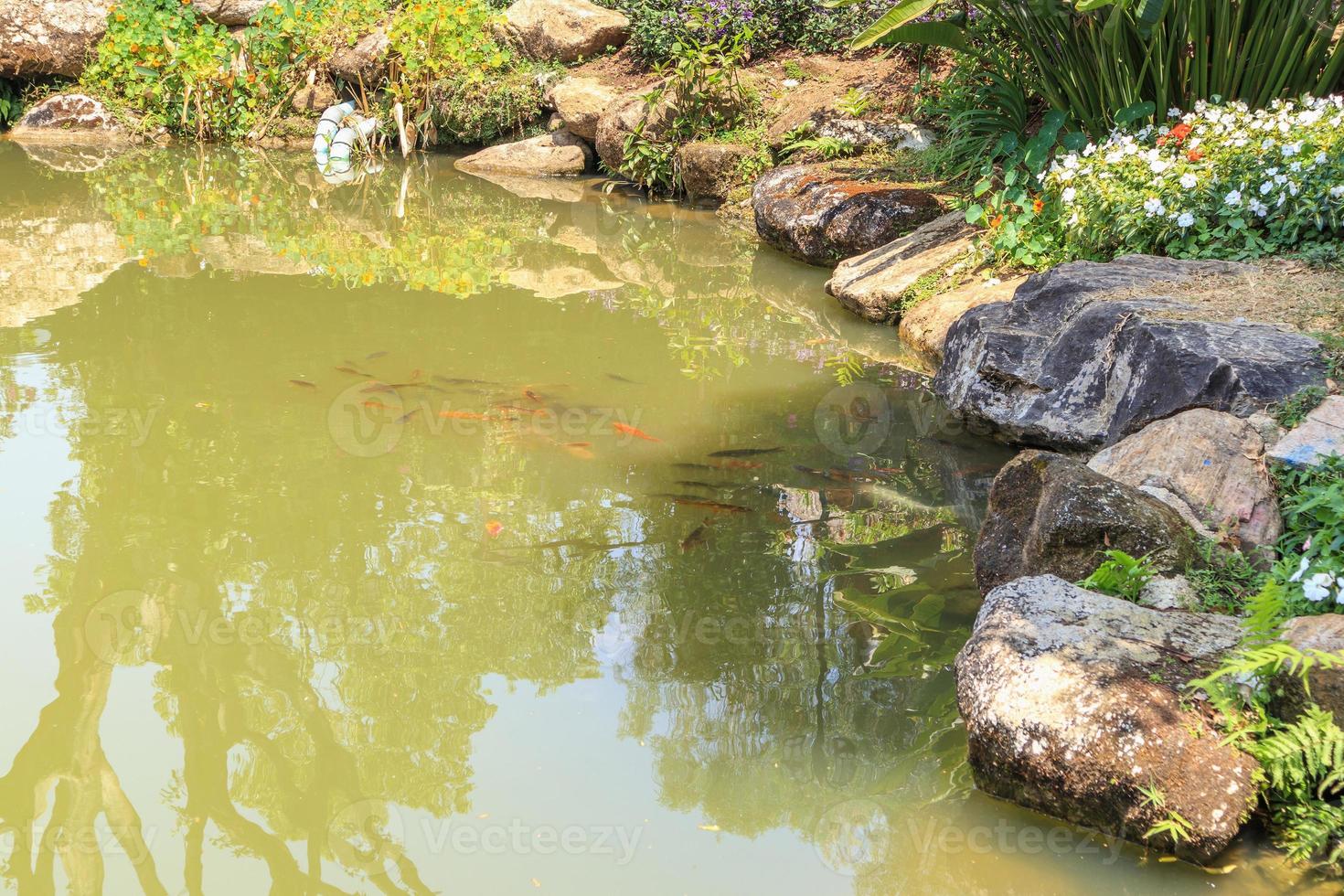 koi-fische in der dekorativen landschaftsgestaltung des gartenteichs foto