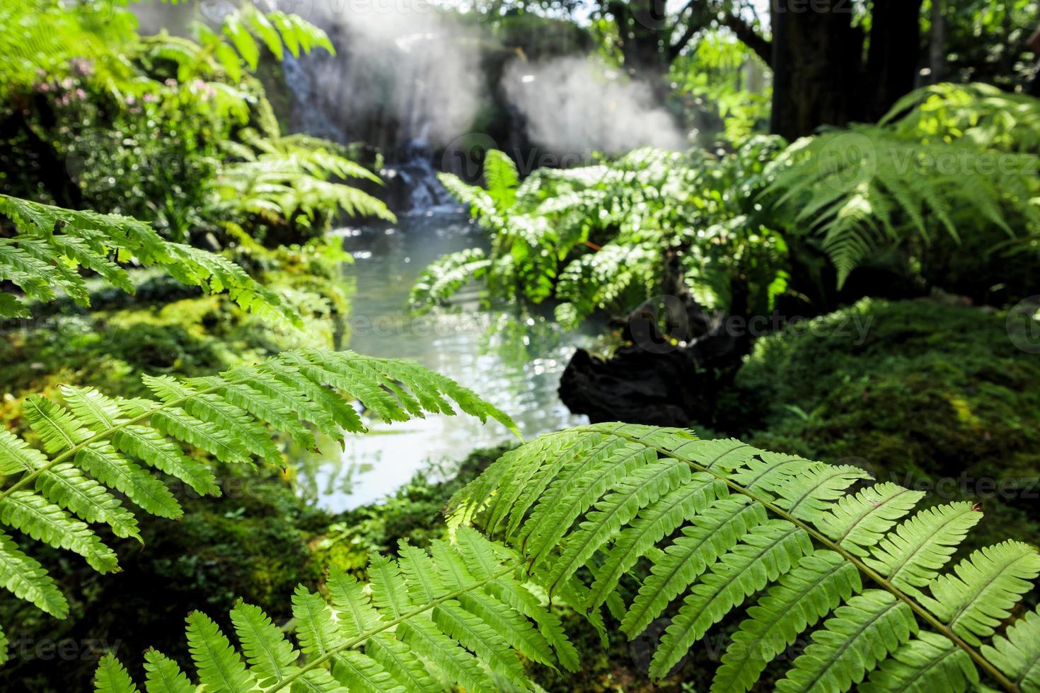 Closeup wilde grüne Farnblätter im tropischen Wasserfall Regenwald Natur Hintergrund foto